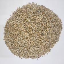 Pearl Millet (باجرہ)